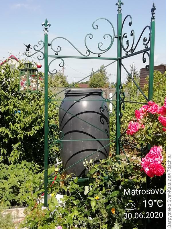 Elfe уже набирает бутончики. Посадка осень 2019