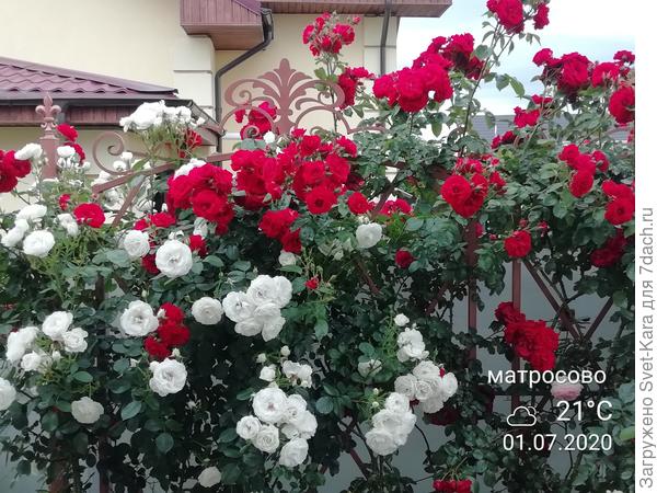 Эти розы для вас - с любовью и благодарностью