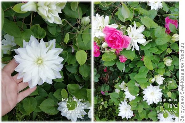 Клематис Фест Лав (First Love)