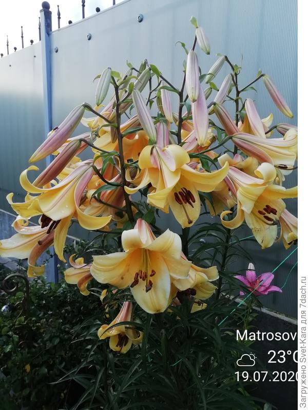 Трубчатая лилия 'Голден Сплендор'