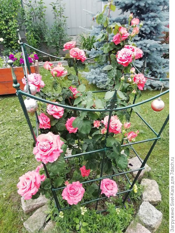 Роза 'Dee Dee Bridgewater ®'