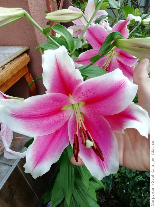 Пинк Бриллиант. Диаметр цветка 25 см