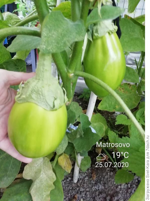 Мои &amp;quot;Зелененькие&amp;quot;