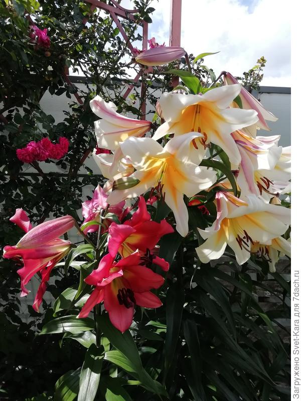 Сатисфакшен и Лавон. Лавон в этом году вымахал с меня ростом