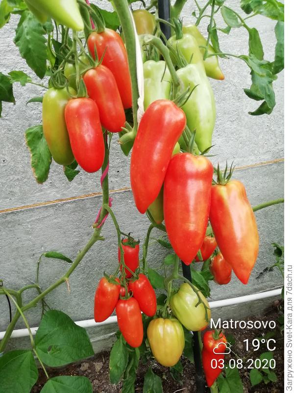 Перцевидные томаты Позано F1 и Корнабель F1: сравнение, характеристикисортов, фотографии, агротехника