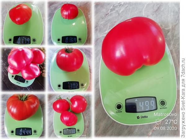 На сегодняшний день снято 3,6 кг