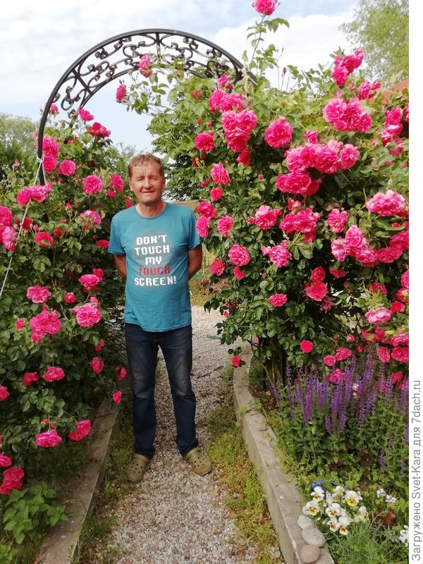 Мастер. Арка его работы и роза Rosarium Uetersen