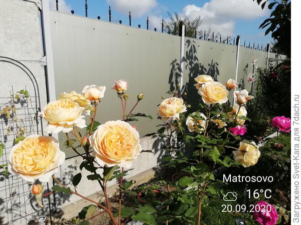 Англичанка &quot;Порт Санлайт&quot;. Уже выше меня ростом вымахала