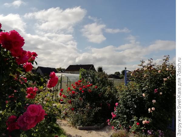 Вот как сегодня ярко и красиво. Чудесная осень. Пока...:-)))