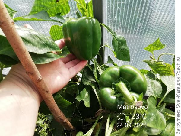 Сейчас в теплице