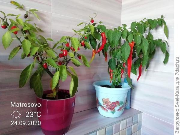 Острые. Уже 10 дней живут в ванной