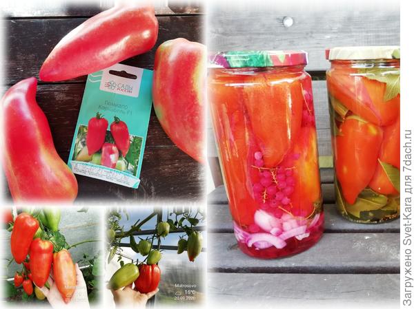 Самый урожайный и любимый &amp;#39;Корнабель&amp;#39;