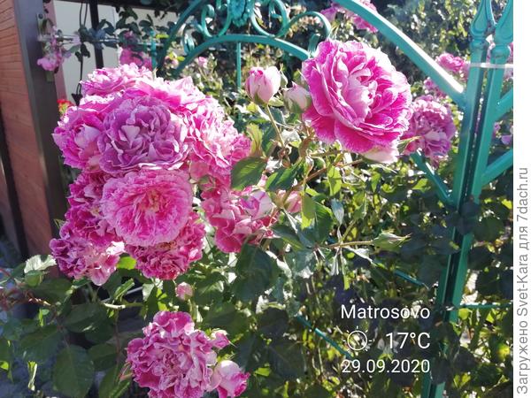 Розы радуются солнышку и теплой погоде