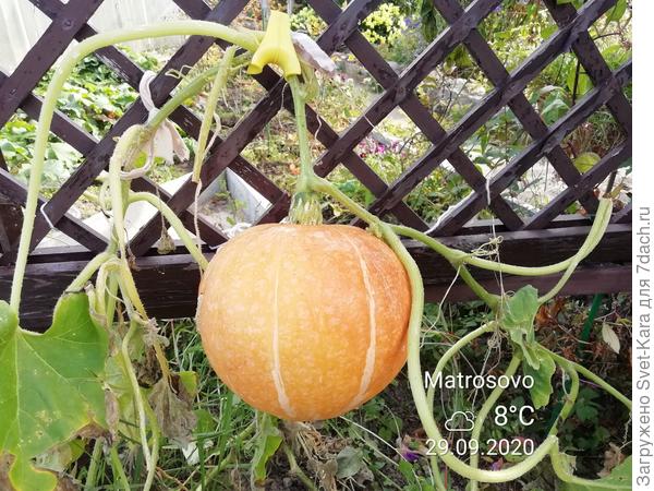 Дозревает последняя тыковка