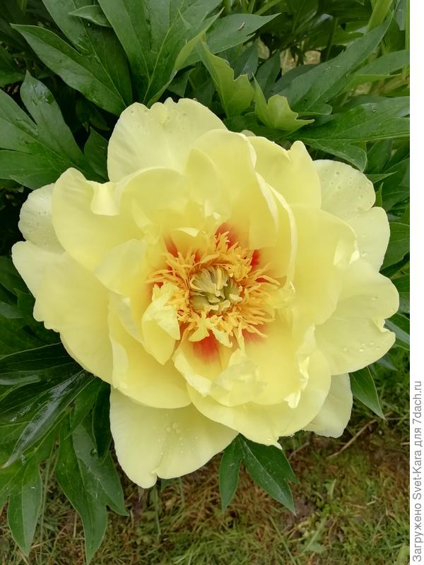 Бартзелла. Лето 2020