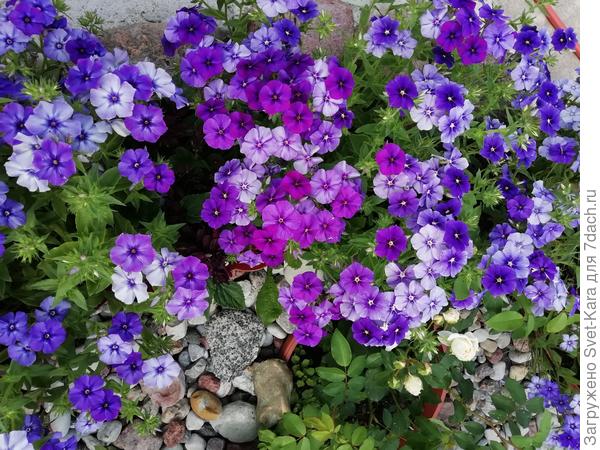 Для тебя - любимые синие флоксы