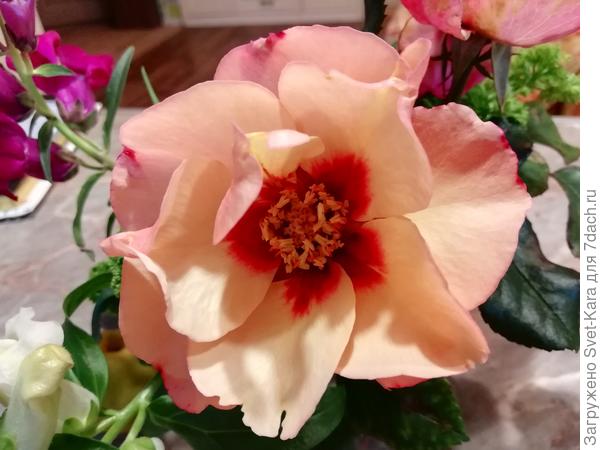 Ноябрьская розочка Alissar, Princess of Phoenicia (Алиссар, принцесса Финикийская)