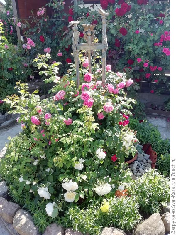 На переднем плане Kosmos (белая) и Leonardo de Vinci