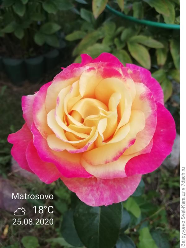 Pullman Orient Express