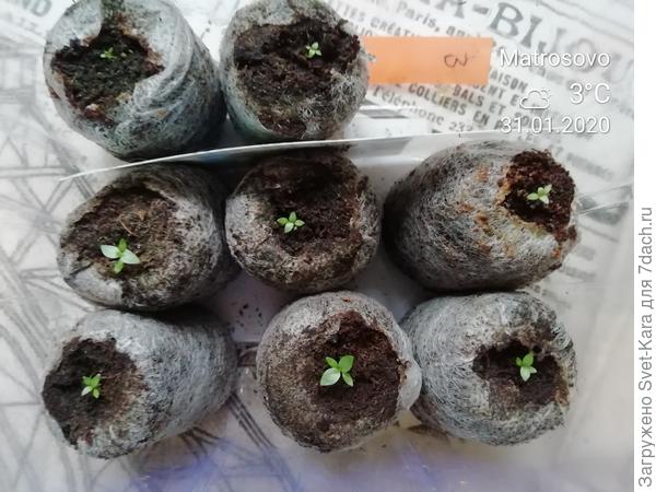 Эустома через 1,5 месяца после посадки 14/12/2019. (сезон 2020)