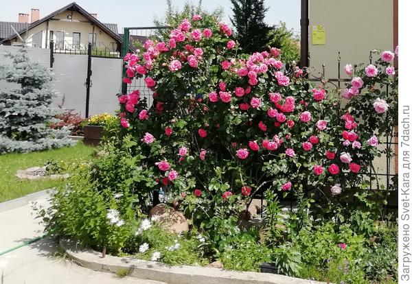 Rosarium Uetersen и Роза Crazy in Love Pink