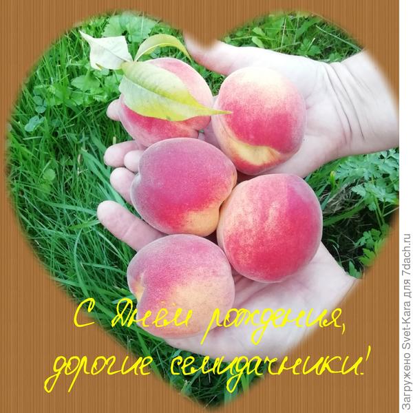 К вашему праздничному столу - ароматные персики из моего сада. Угощайтесь