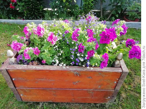 Сезон 2020. Петуния и лобелия