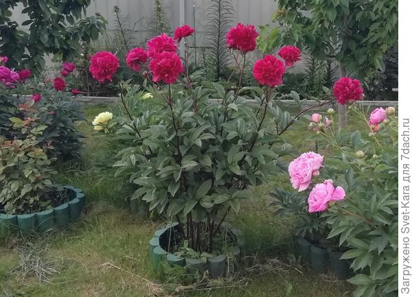 Дуэт опоры и пиона Армани. Хорошо замаскировал.