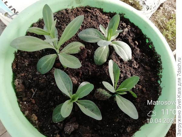 В ведре на 10л