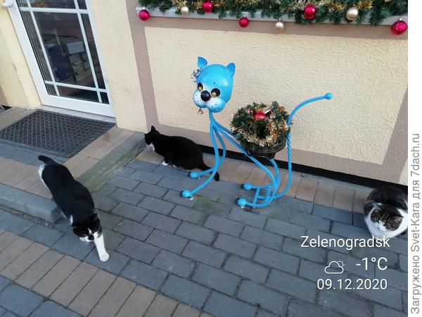 Вот такие мы: черные и голубые