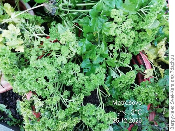 Петрушечка в огороде к праздничному столу