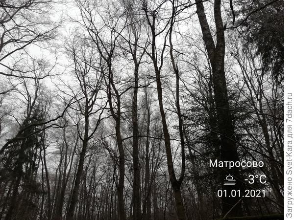 Все глубже в лес...