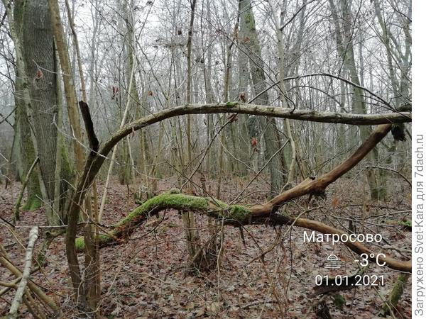 Лесное "окошко"