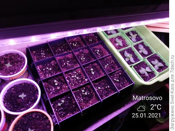 На фото: эустома горшечная (посадка 09/12/20), Сальвия Рио (в 16-ти ячейках, посадка 12/01/21), эустома высокорослая (зелёные горшочки, посадка 21/11/20)