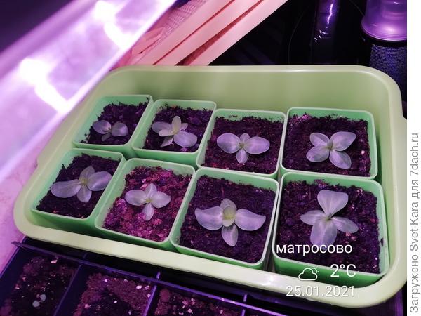 С круглыми листиками (высокорослая эустома, посадка 21/11/20)