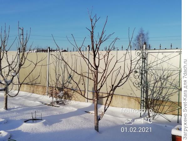 Черешни в ожидании весны