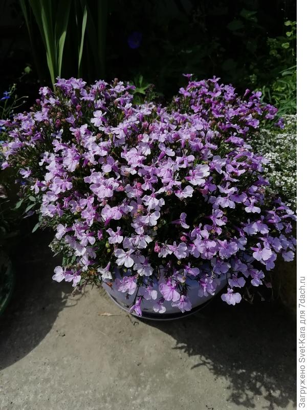 Лобелия кустовая в кашпо
