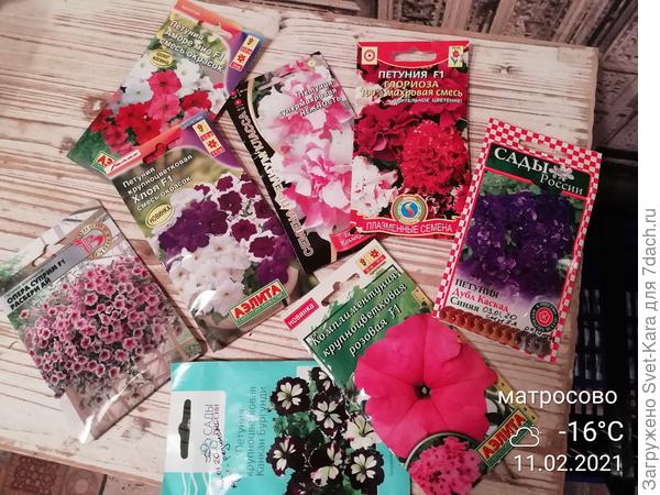 Мое петуниевое &quot;богатство&quot;. Все, конечно же я не смогу посадить, но некоторыми обязательно похвастаюсь в сезоне 2021.