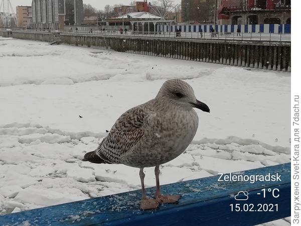 Звезда пирса