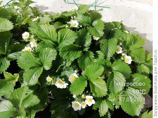 Клубника в цвету