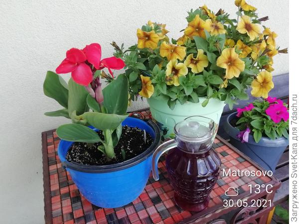 Прекрасного воскресенья, дорогие семидачники!