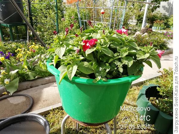 Скоро расцветут.