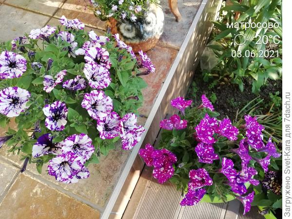 Крапушки пухлявятся :-)