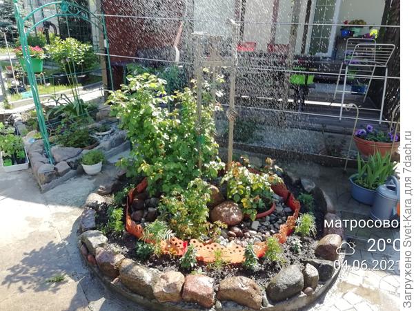 Скоро-скоро... Моя любимая клумба украситься яркими цветами