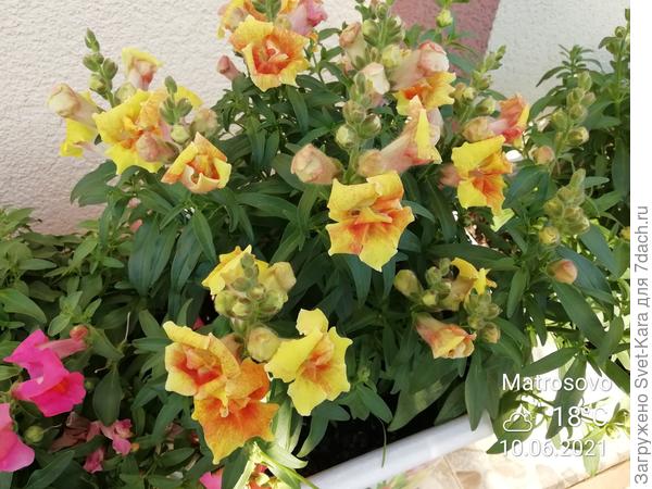 Махровый Твинни