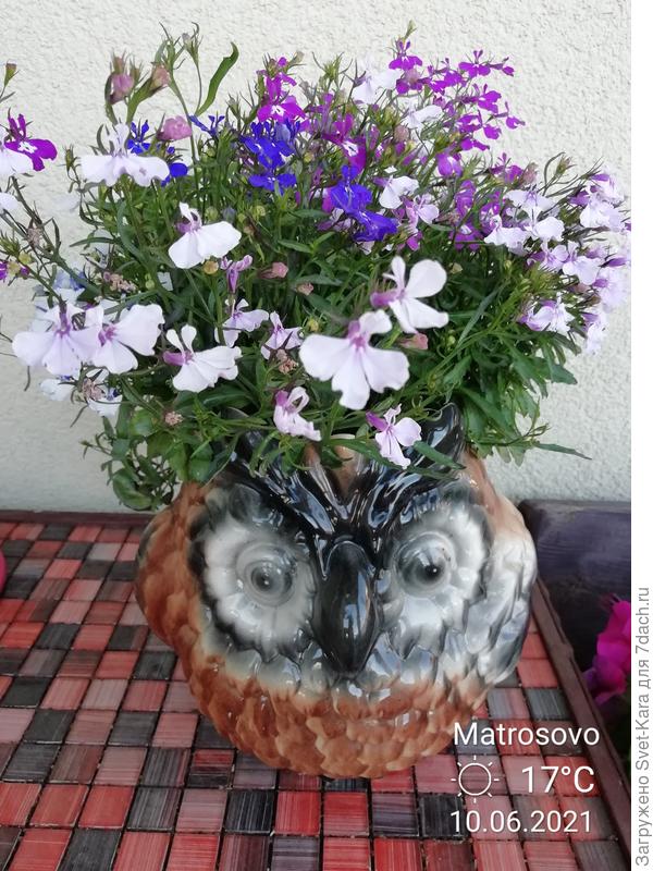 У совушки прическа :-) все ярче и ярче