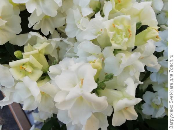 Львиный зев Твинни