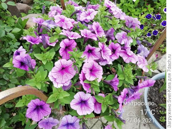 Петуния ампельная Изи Вэйв (Easy Wave) Плам Вейн F1