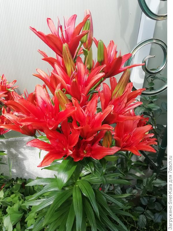 Вот такая лилия расцвела в вашу честь. Поздравляю!!!