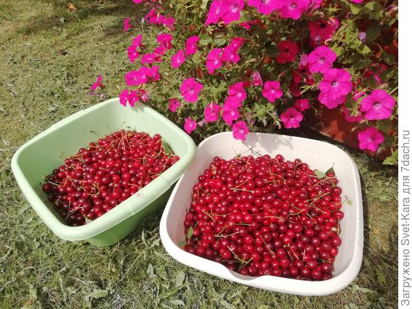 Вишенки собираем...